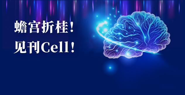 Cell项目文章 | 中国科学家解码人脑多区域时空发育奥秘！